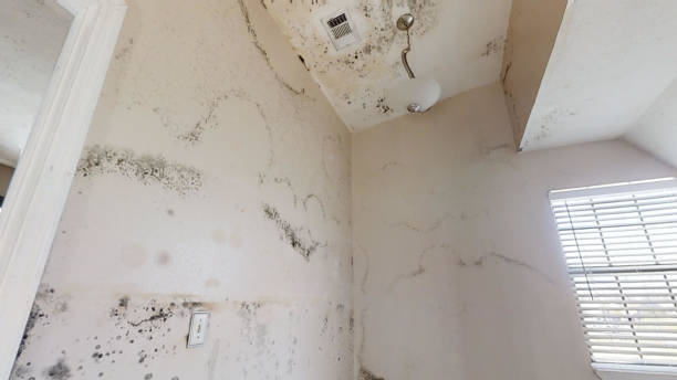 Best Biohazard Mold Removal  in Ara, AL