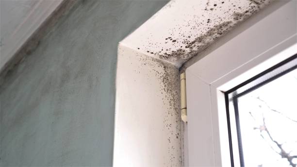 Best Attic Mold Removal  in Ara, AL