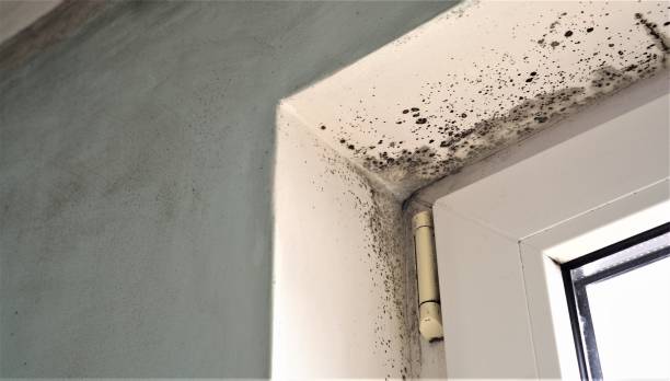 Best Post-Construction Mold Inspection  in Ara, AL