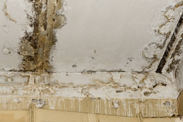 Best Emergency Mold Remediation  in Ara, AL