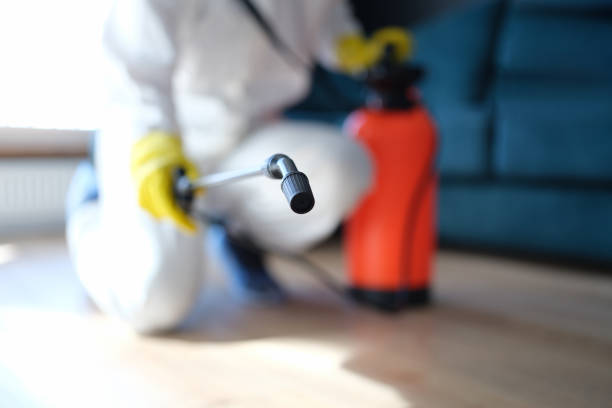 Best Black Mold Removal  in Ara, AL