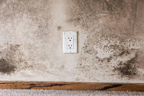 Best Residential Mold Inspection & Testing  in Ara, AL