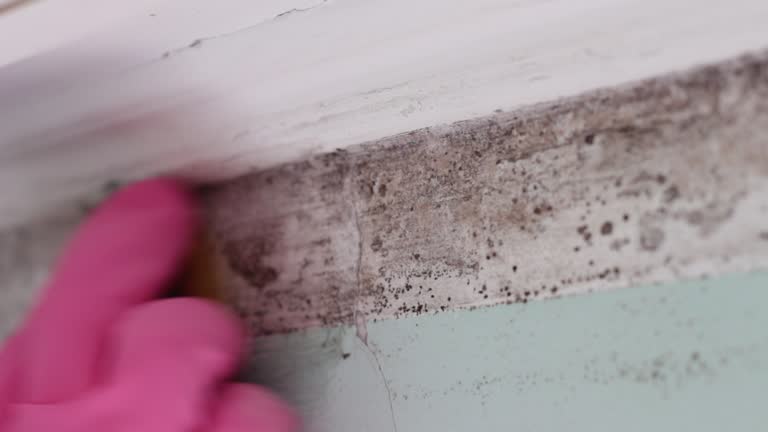 Best Crawl Space Mold Remediation  in Ara, AL